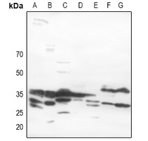 Anti-MYD88 Antibody
