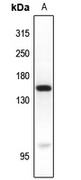 Anti-MYO6 Antibody