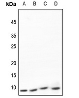 NDUFA4 antibody