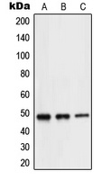 Anti-NEUROD2 Antibody