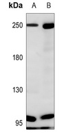 Anti-NF1 Antibody