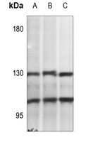 Anti-NF-kappaB p105/p50 (Phospho-S337) Antibody