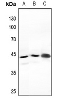 NFYA antibody