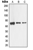 NGFR antibody