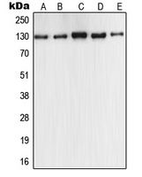 Anti-iNOS Antibody