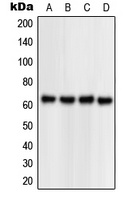 Anti-NPAS1 Antibody