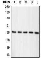 Nucleophosmin (phospho-T234) antibody