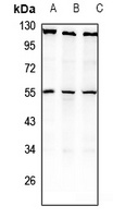 NPY2R antibody