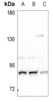 NUP88 antibody