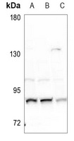 Anti-NUP88 Antibody