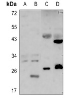 SIX6 antibody