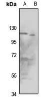 Anti-ORC1 Antibody