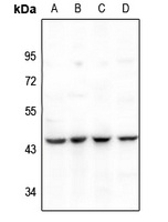 SERPINB2 antibody