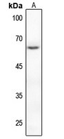 Anti-PAK2 (Phospho-S20) Antibody