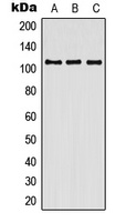 Anti-Contactin 3 Antibody