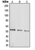 Parkin antibody