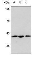 PAWR antibody