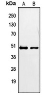 Anti-PAX2 Antibody