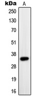 Anti-PAX9 Antibody
