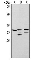 Anti-PCNA Antibody
