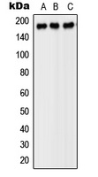 PDGFR beta antibody