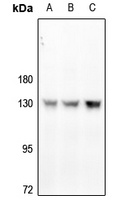 Anti-CD31 (Phospho-Y713) Antibody