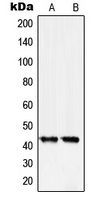 SERPINB5 antibody