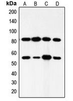 Anti-PI3K p85 alpha/p55 gamma Antibody