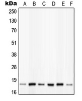 PIN1 (phospho-S16) antibody