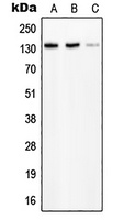 Anti-PLC beta 2 Antibody