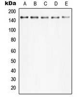 Anti-PLC gamma 2 (Phospho-Y753) Antibody