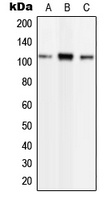 Phospholipase D2 (phospho-Y169) antibody
