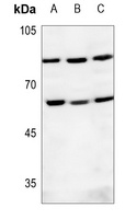 POLE2 antibody