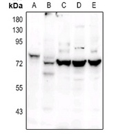 POU2F2 antibody