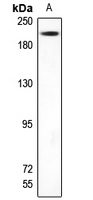 Anti-TRAP220 Antibody