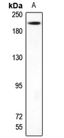 MED1 antibody