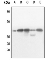 PRKAB1 (phospho-S182) antibody