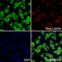 AMPK gamma 1 Rabbit Polyclonal Antibody