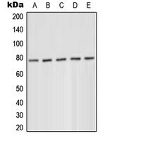 PKC delta (phospho-Y52) antibody