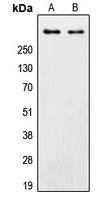 Anti-DNA-PKcs Antibody