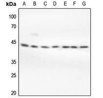 Anti-ERK1/2 Antibody