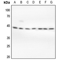 ERK1/2 antibody