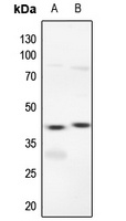 Anti-ERK1/2 Antibody