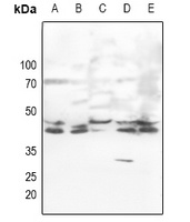 Anti-ERK1/2 Antibody