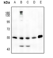 JNK1/2/3 (phospho-T183) antibody