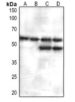 Anti-JNK1/2/3 Antibody
