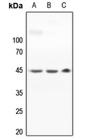 MAP2K1 antibody