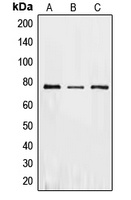 Anti-PKR Antibody
