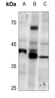 PRKX antibody