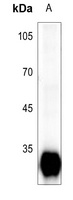 PRSS3 antibody